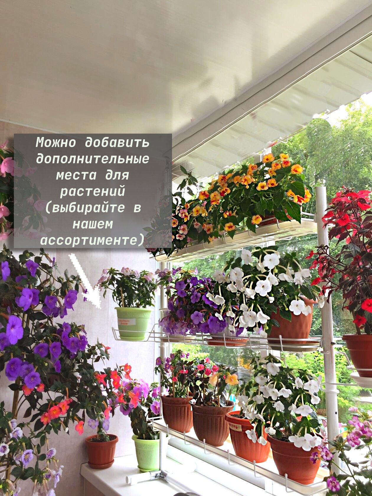 Кедр-мини на ножках . Фото N6